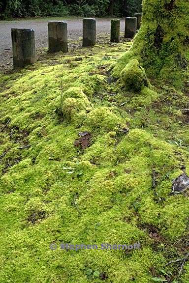 mossy ground graphic